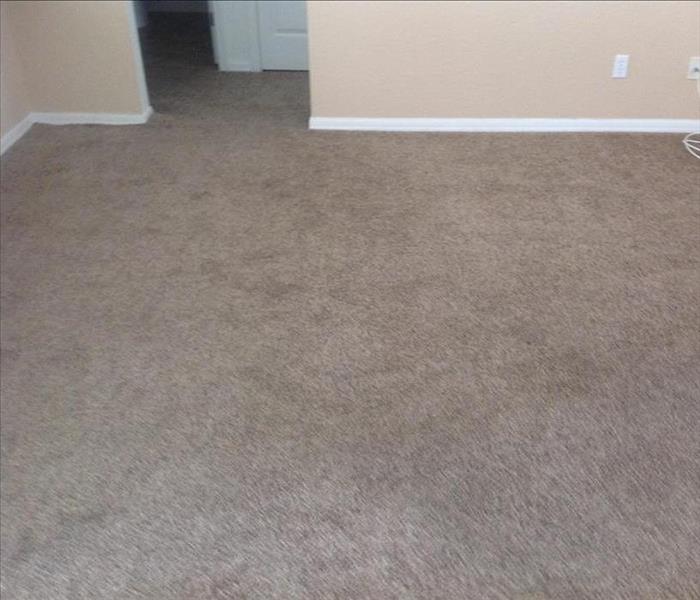 Cleaned and Dried Carpet