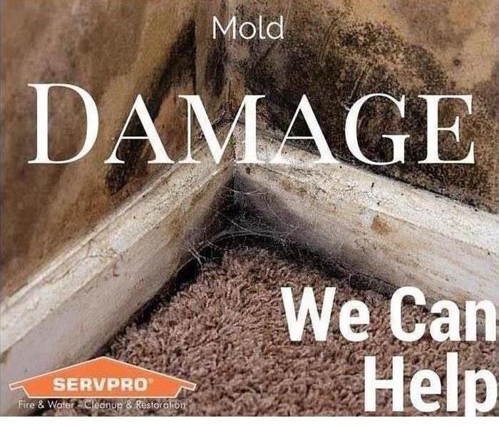 Mold Damage Help From SERVPRO of Venice